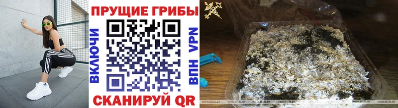 darknet клад  где купить наркоту  Ядрин  Псилоцибиновые грибы Magic Shrooms 